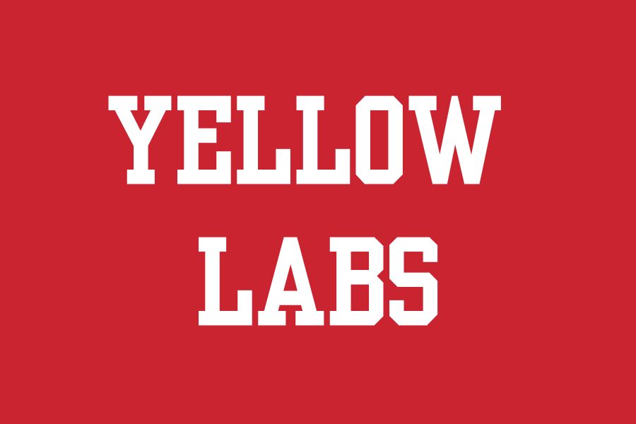 Kansas City Yellow Labs