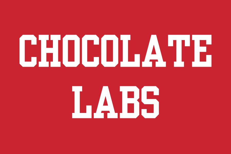 Kansas City Chocolate Labs